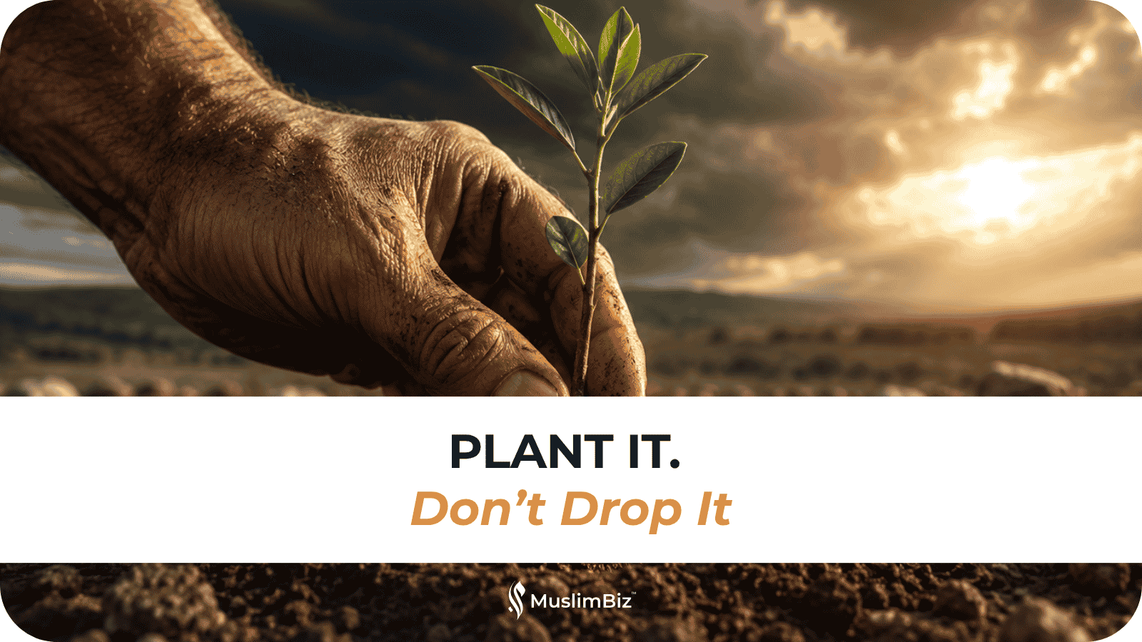 Plant it.  Don’t Drop It